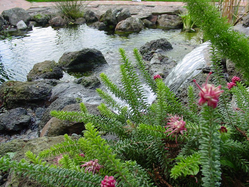 Niles, CA aquascape pond, natural waterfall, landscape pond
