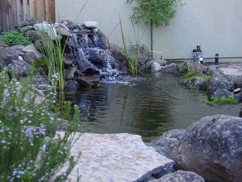 Mountain View, CA small pond, small waterfall, beginner pond