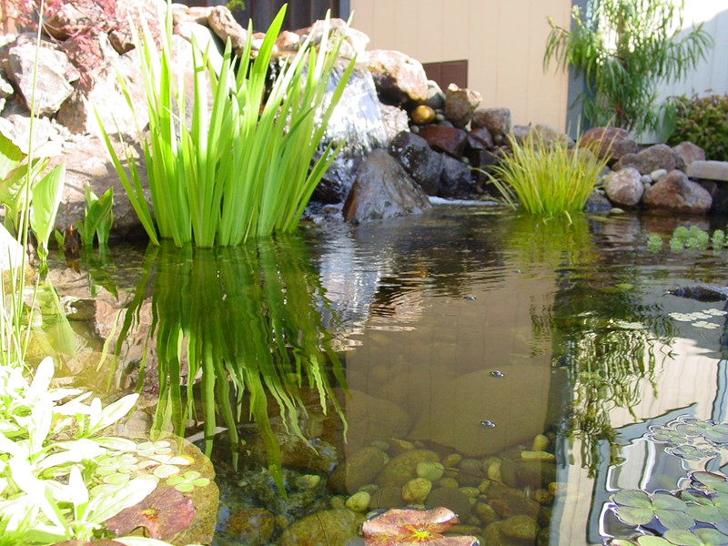 Santa Clara, CA small pond, aquascape pond, water garden