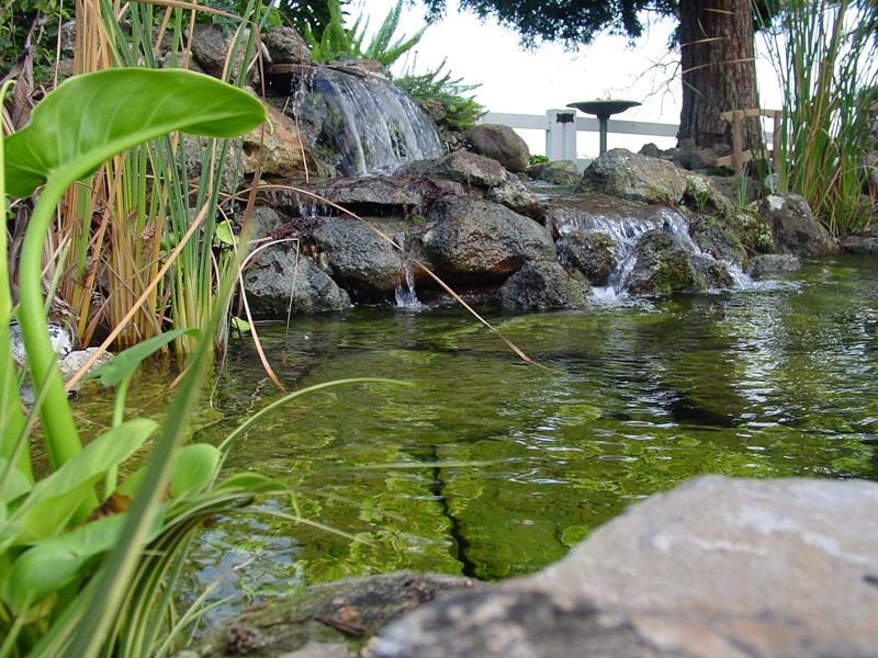 Saratoga, CA small pond, beach entry pond, small waterfall