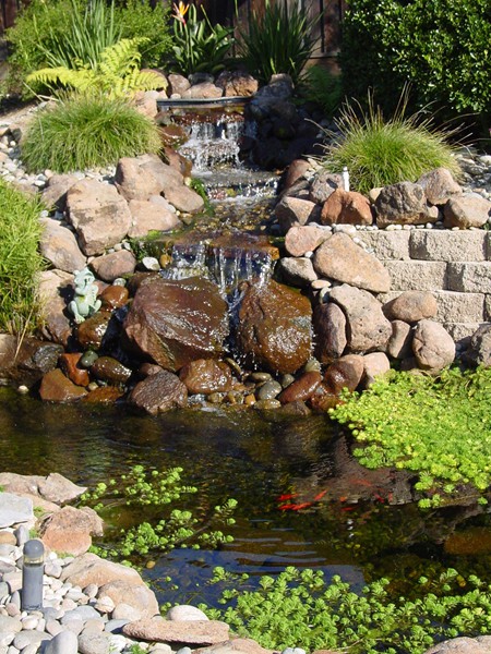 San Jose, CA waterfall over wall, water plants, fish pond