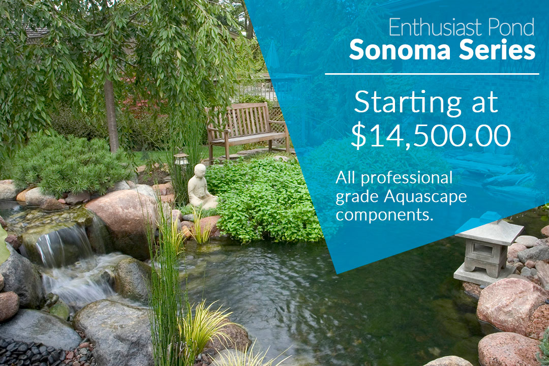 Our Pond Series