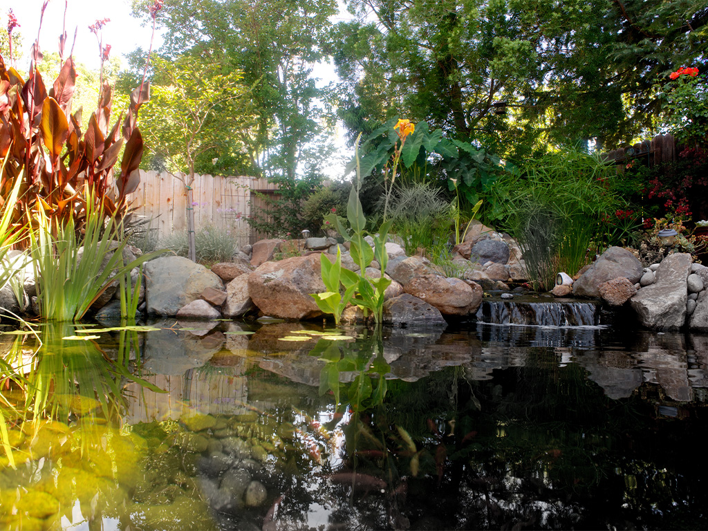 San Bruno, CA large pond, water plants, clear water pond