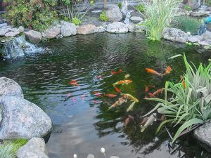 Redwood City, CA koi pond, fish pond, aquascape pond - koi pond ideas for small backyard