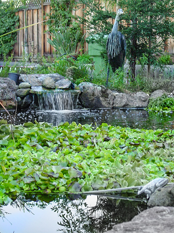 Oakland, CA hyacinth pond, aquascape pond, water garden