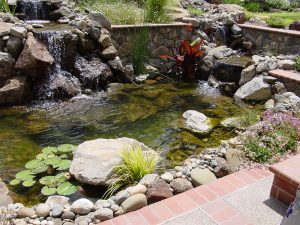 Martinez, CA clean pond, waterfalls, clear pond - pond plants in California