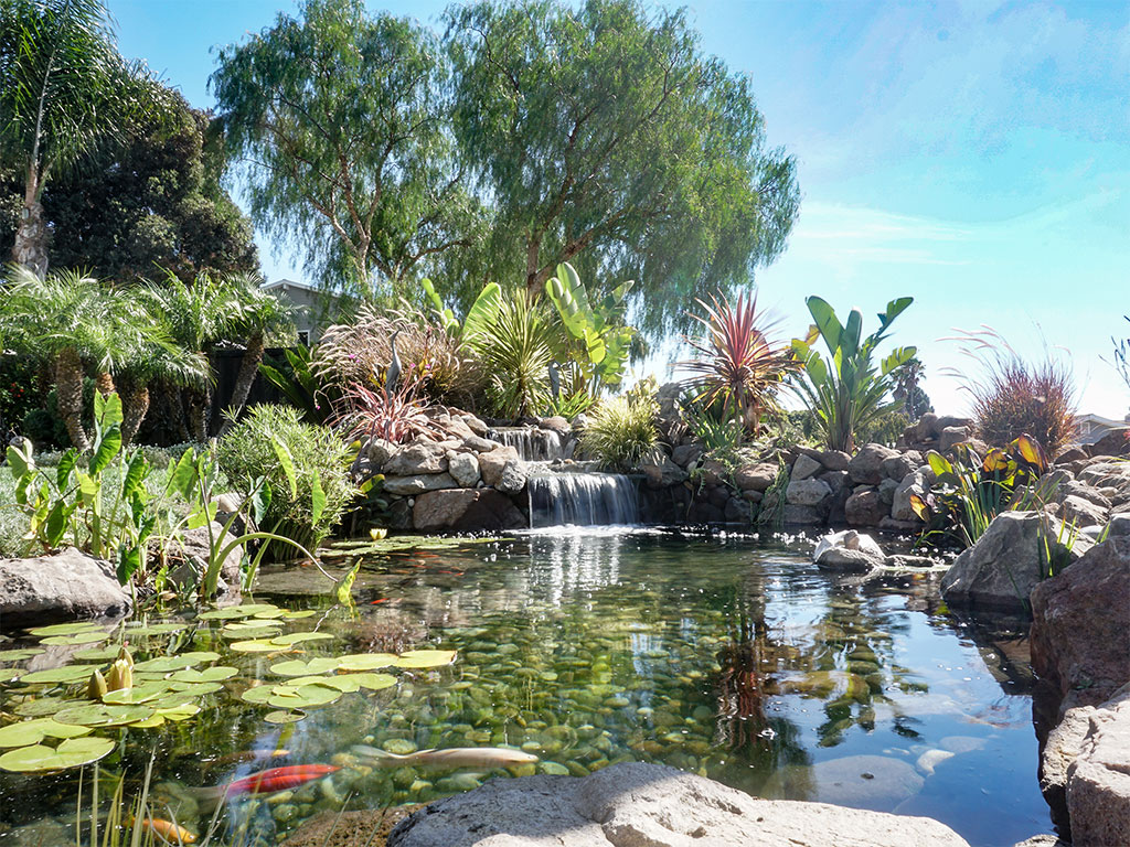 Aquascape Koi Pond - San Jose CA 3' depth