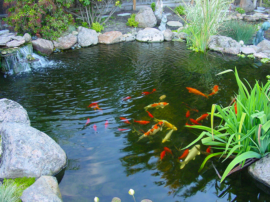 Pictures and inspiration for water features, koi ponds in the bay area