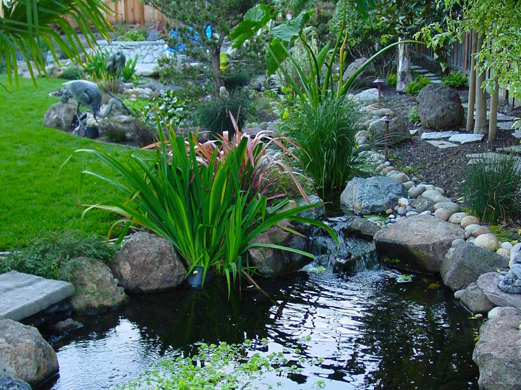 Pictures and inspiration for water features, koi ponds in the bay area